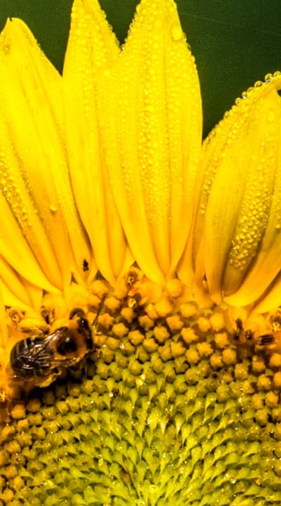 Benefits of starting from seeds for fruit growing