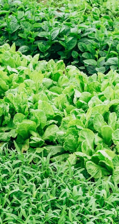 Tips for choosing the best organic seeds