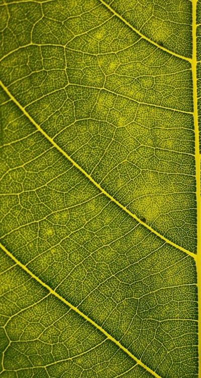 Monitoring seed viability for successful future plantings.