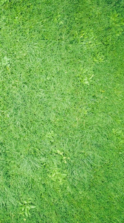 Estimating the quantity of green bean seeds needed