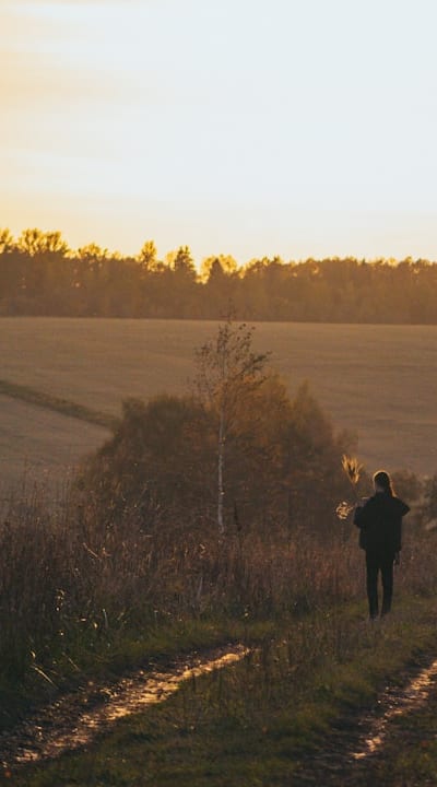 Garden with thriving gymnosperm seeds for beauty.