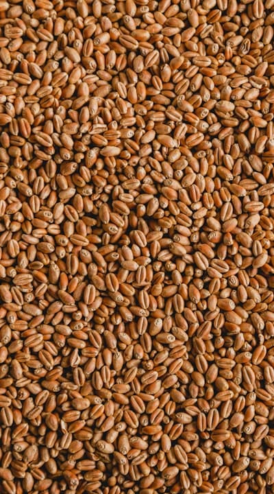 Exploring the intricacies of gymnosperm seed structure.