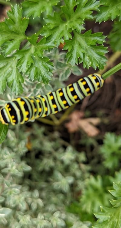 Seed packets with a variety of herb seeds