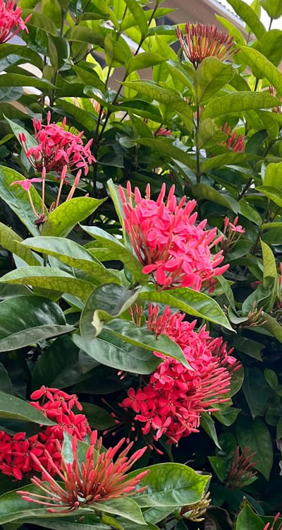 Selection of indoor herb seeds for successful gardening.