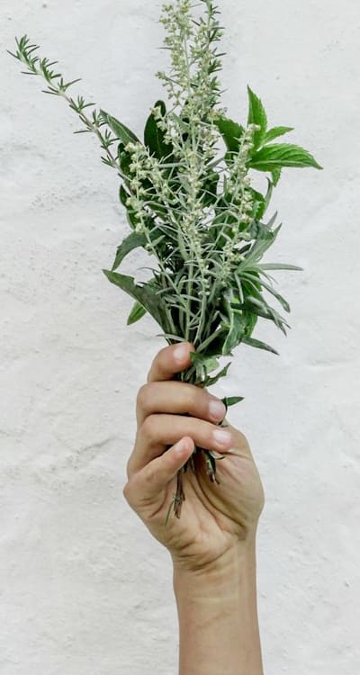 Soaking herb seeds for faster germination.
