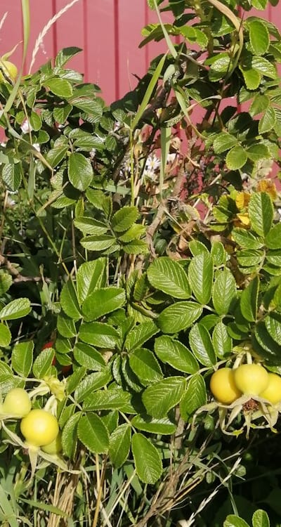 A guide to choosing organic herb seeds