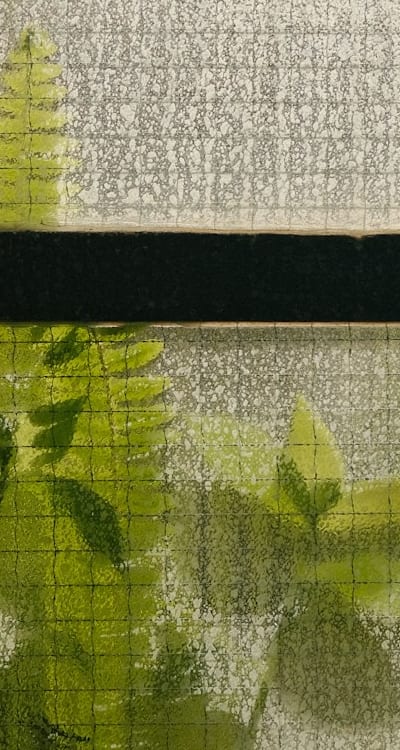 Watering cut flower seeds in the early morning.