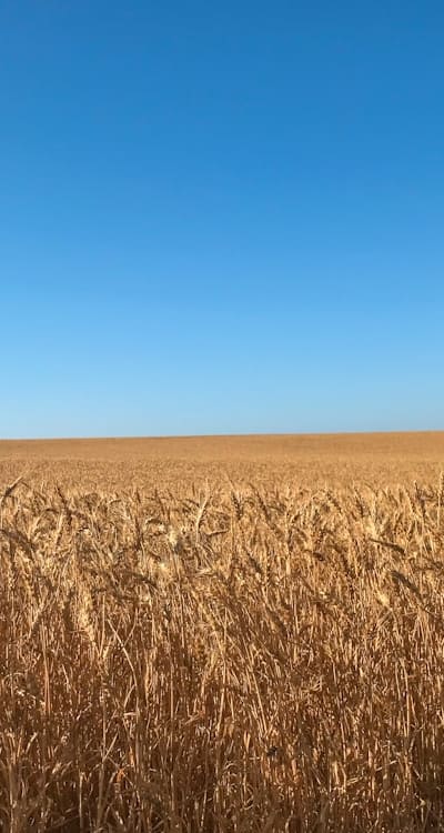 An up-close look at the intricate structure of monocot seeds.