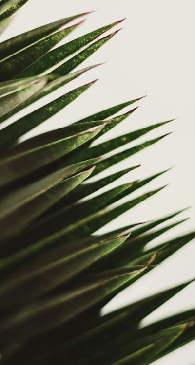 A close-up of monocot seeds with distinctive characteristics.
