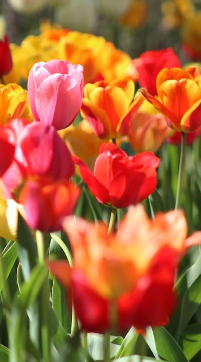 Growing dicot seeds step-by-step guide for organic gardeners