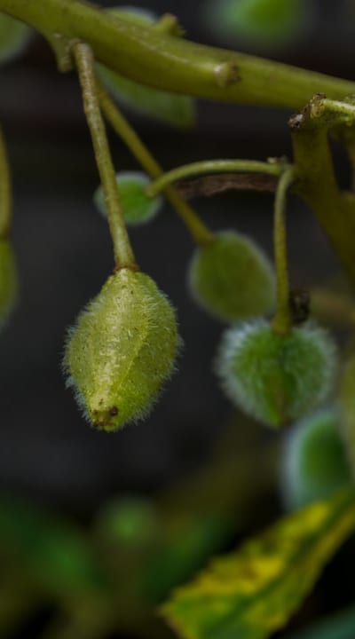 A diverse selection of perennial flower seeds