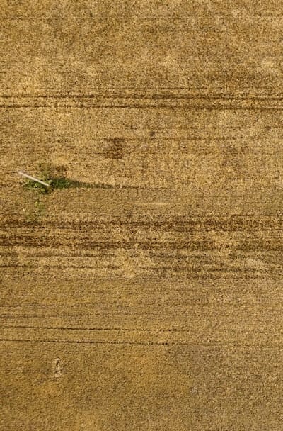 Cottage garden perennials growing from seeds