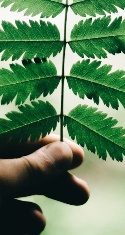 Germinating seeds for healthy and robust seedlings