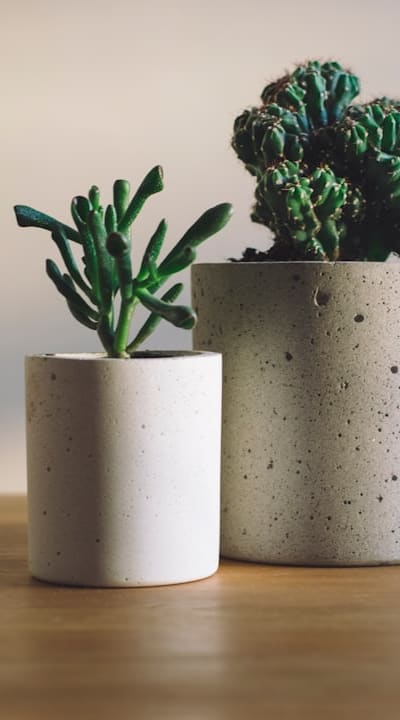 High-quality organic seeds for a flourishing garden.