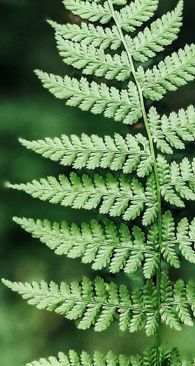 Healthy herb garden seeds for a strong start.