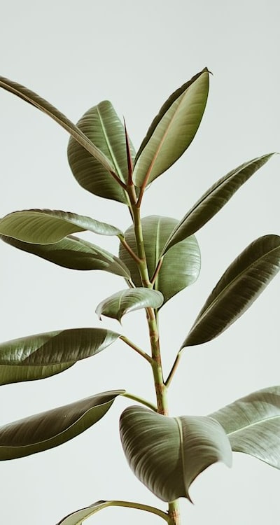 Fresh organic seeds with high viability rates.