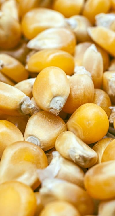 Selecting high-quality seeds for a thriving radish crop