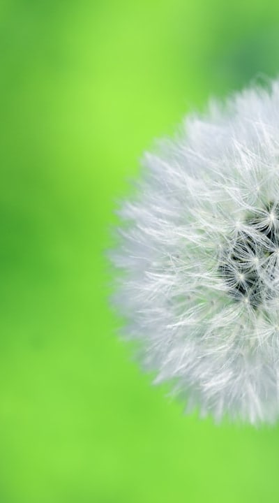 Organic snapdragon seeds for a vibrant garden