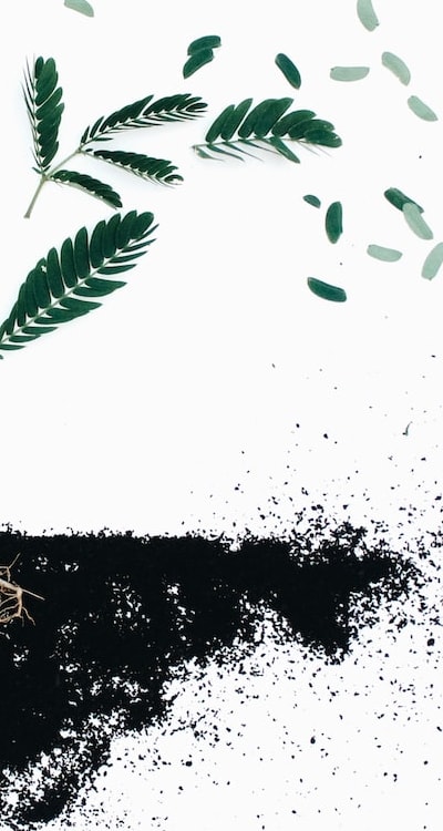 Planting monocot seeds for successful growth and development.