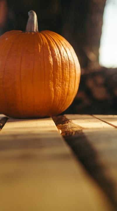Properly storing harvested squash seeds for future planting