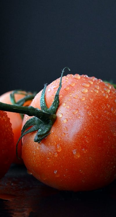 Tomato seeds being fermented for optimal growth.