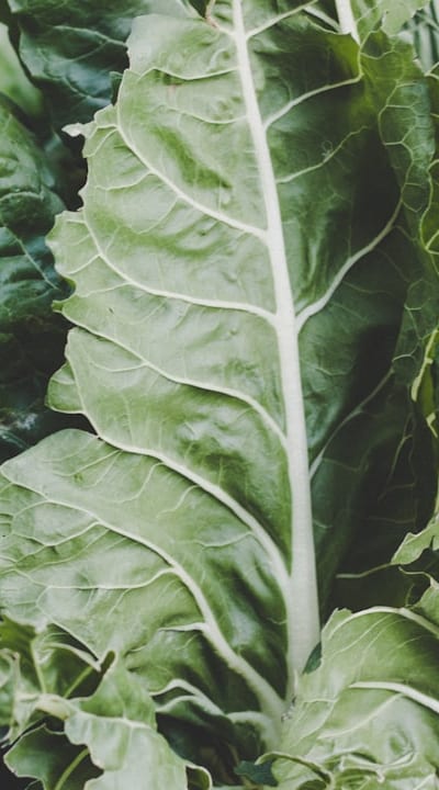 Organic vegetable seeds for a sustainable garden.