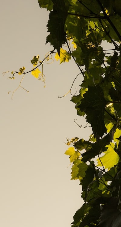 Choosing Reliable Organic Seed Sources for Your Organic Garden