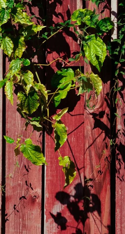 Enhancing germination process using seed soaking and scarification.