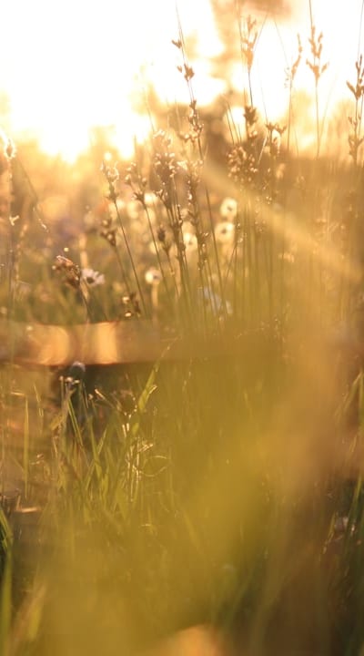 Wildflower seeds and their dormancy mechanisms