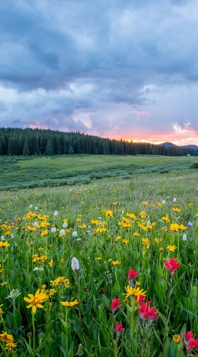 Image alt text: A colorful wildflower garden in full bloom