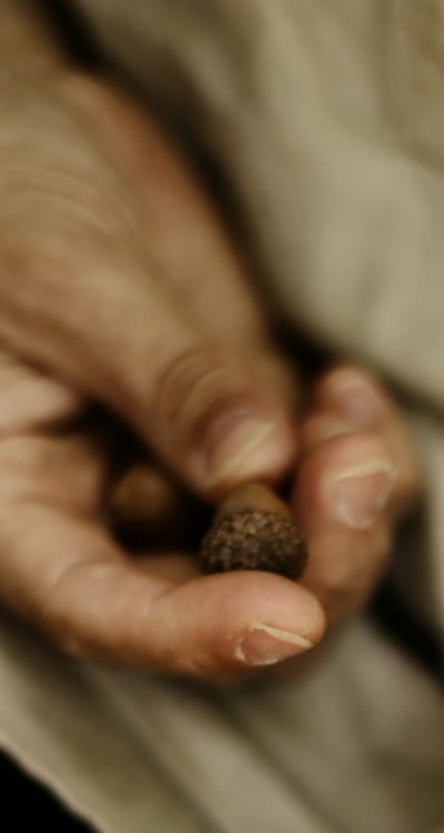 Choosing the right seeds for a sustainable wildflower garden.