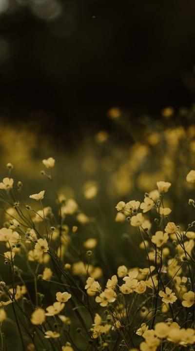 Sprouting and nurturing wildflower seeds in a garden