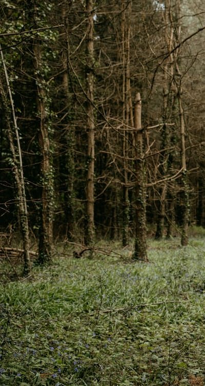Timing is crucial when planting wildflower seedlings.