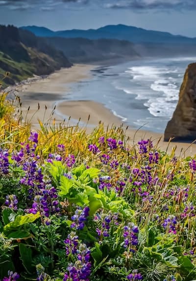 Germinating wildflower seeds in a garden bed.