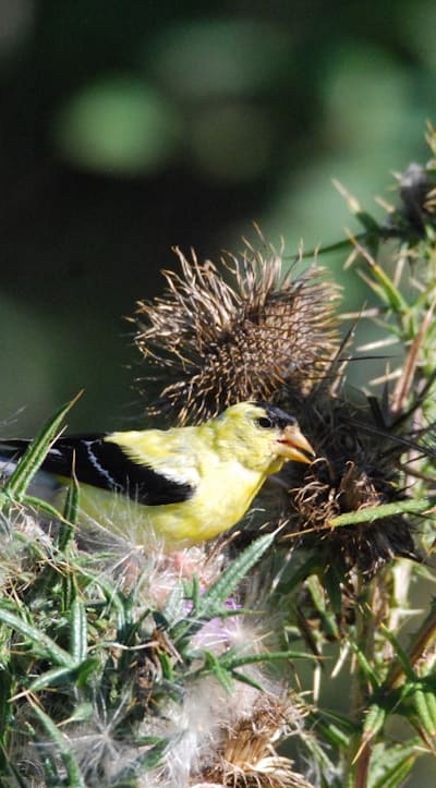 Harvesting seeds for a stunning wildflower garden.