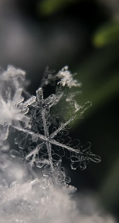 Dormancy-breaking techniques for fruit seeds