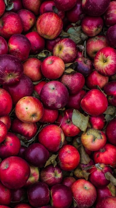 A collection of fruit seeds for planting