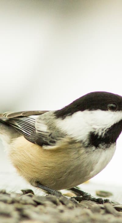 Proper timing is key for successful wildflower gardening.
