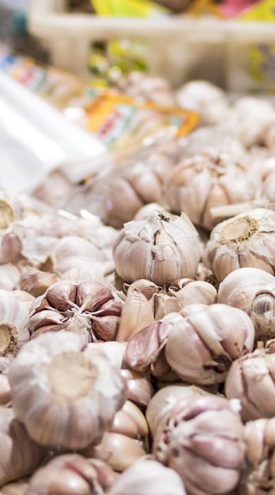 Preventing sunburn in herb seedlings with shade cloth