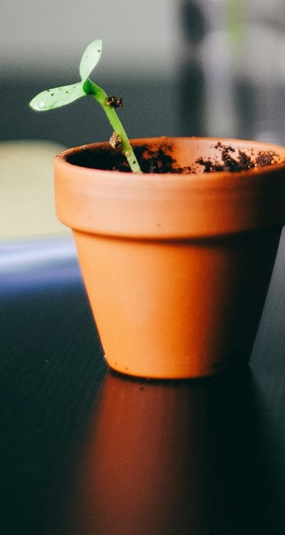 Protecting seedlings from extreme weather during hardening off