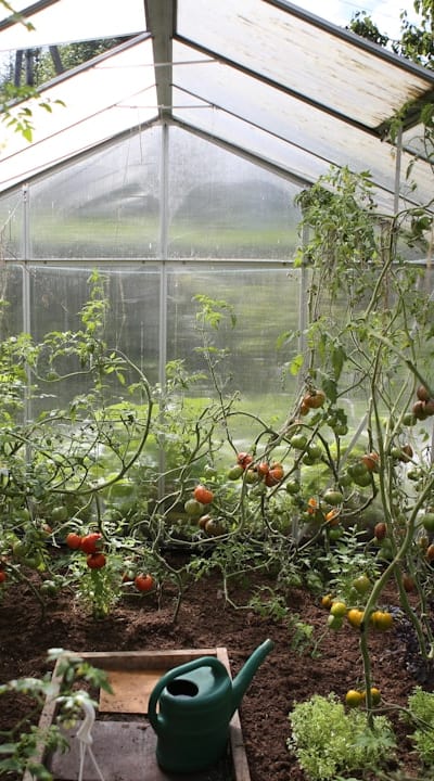 A guide to creating a thriving shade garden with biennial flowers.