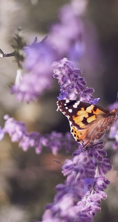 Tips for watering and fertilizing shade-loving flowers