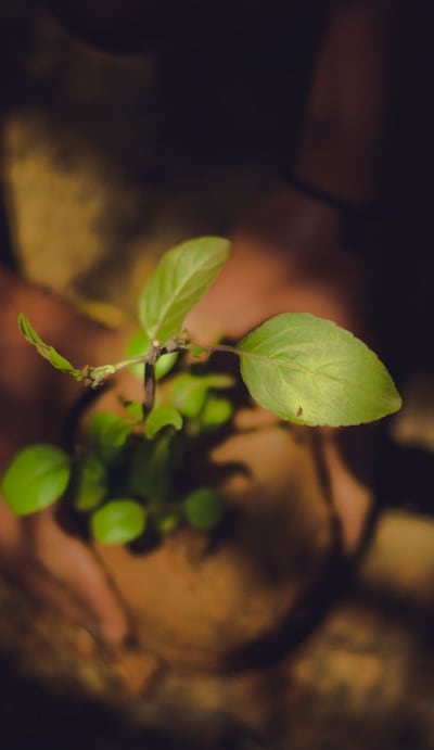 Assessing the planting depth for better germination.