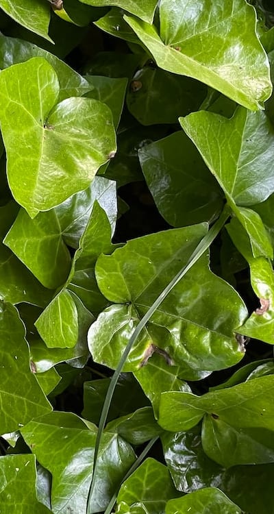 Pruning shears being used to shape vines