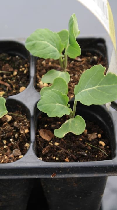 Digging a planting hole for seedlings