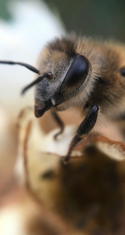 Pest control methods for biennial flower seedlings.
