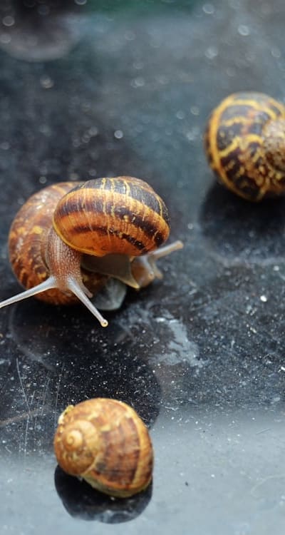 Slug and snail damage on herb seedlings