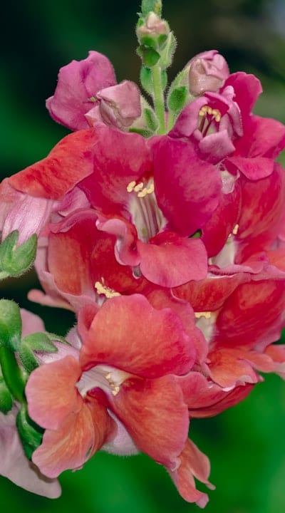Snapdragon seedlings in a garden