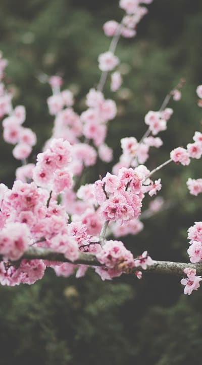 Colorful snapdragons in different sizes and hues