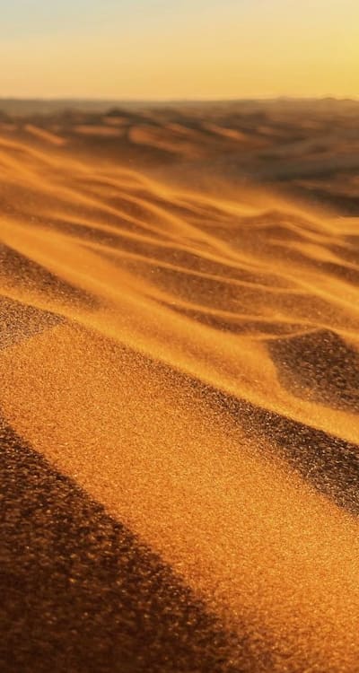 Thriving snapdragons in various climates and soil conditions.